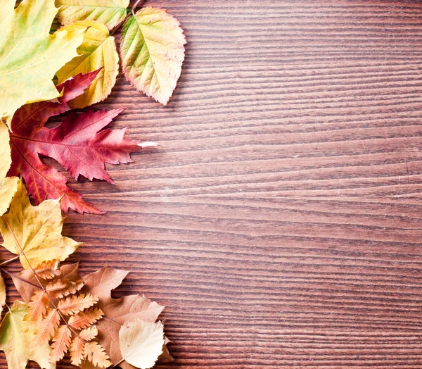 Folhas de Outono. — Fotografia de Stock