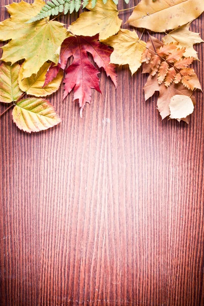 Autumn leaves. — Stock Photo, Image