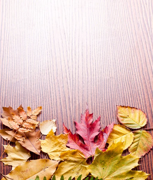 Hojas de otoño. — Foto de Stock