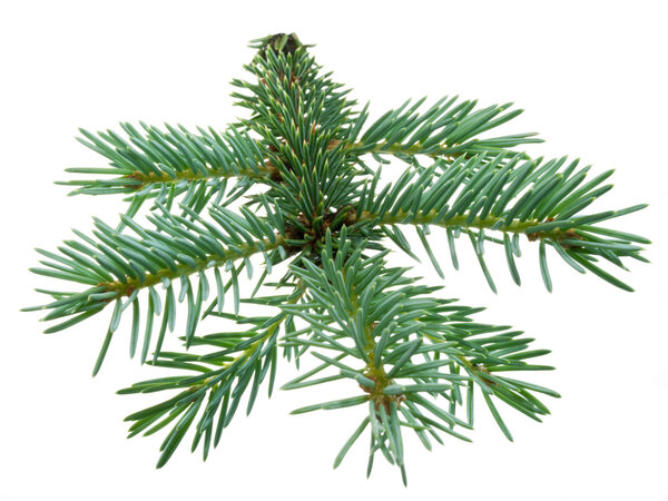 Fir branch