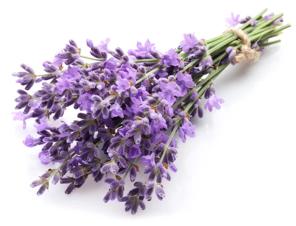 Monte de lavanda . — Fotografia de Stock