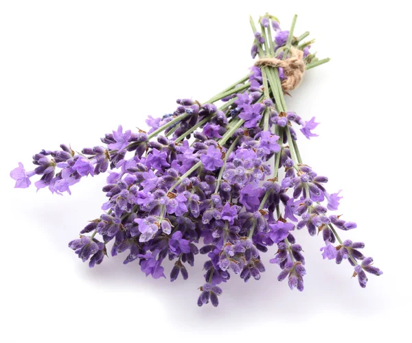 Mazzo di lavanda . — Foto Stock