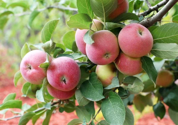 Красивые красные яблоки . — стоковое фото