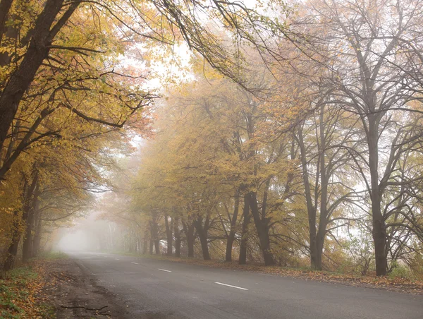 Nebelige Herbststraße. — Stockfoto