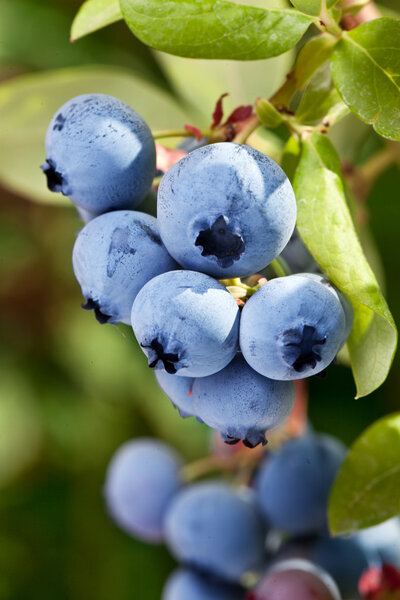 Blueberries on a shrub.