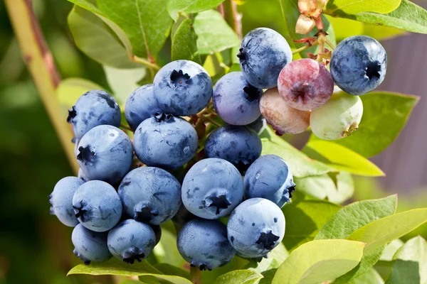 Blaubeeren auf einem Strauch. — Stockfoto