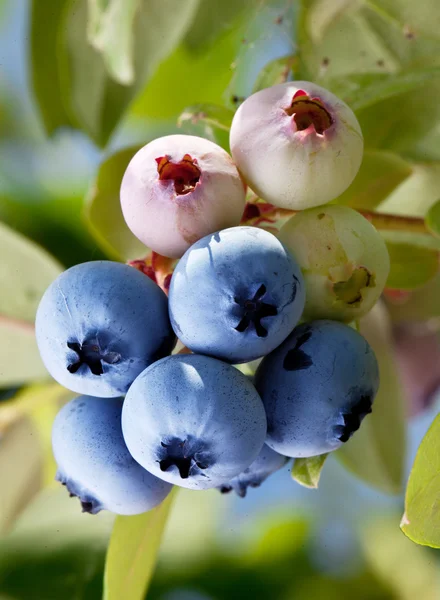 Blaubeeren auf einem Strauch. — Stockfoto