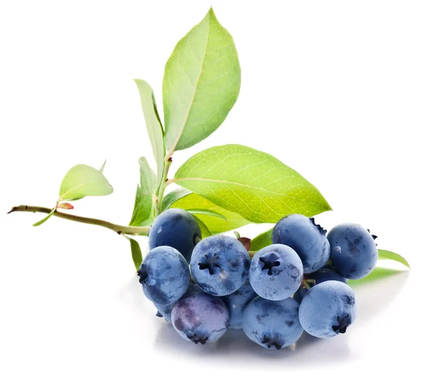 Blaubeeren mit Blättern auf weißem Hintergrund. — Stockfoto