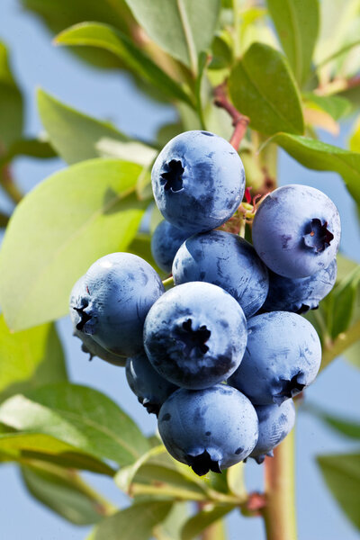 Blueberries on a shrub.