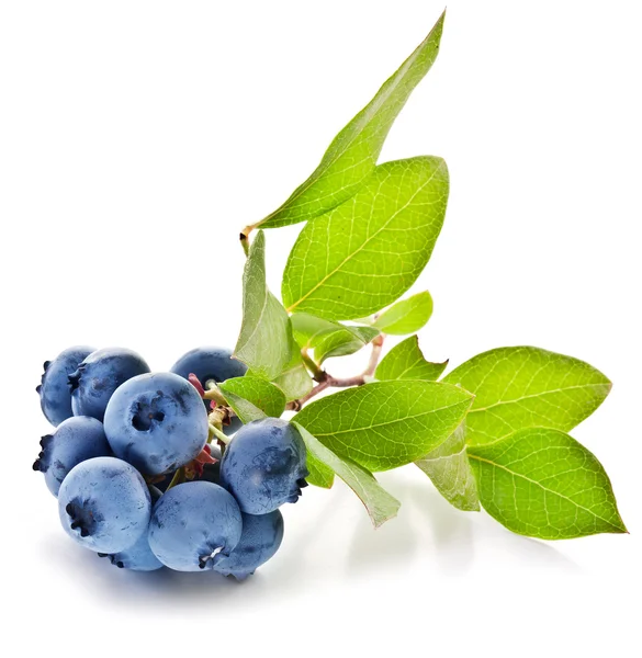 Blaubeeren mit Blättern auf weißem Hintergrund. — Stockfoto