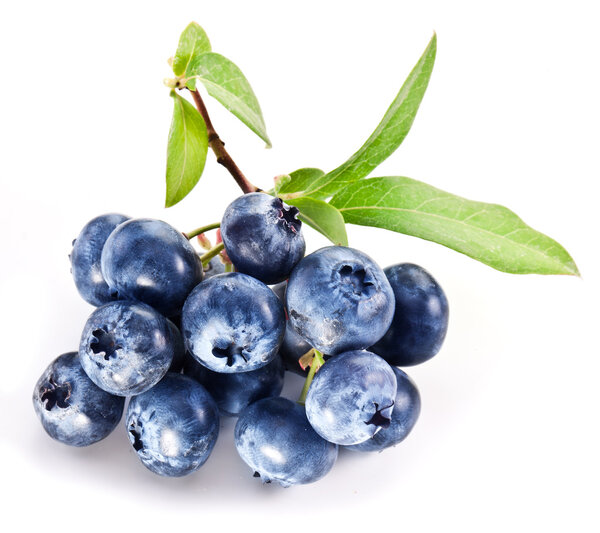 Blueberries with leaves on a white background.