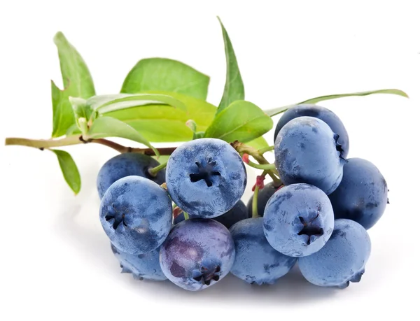 Blaubeeren mit Blättern auf weißem Hintergrund. — Stockfoto