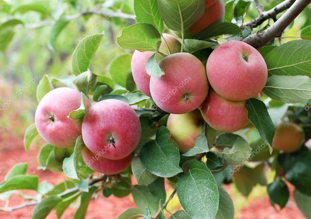 Beautiful red-ripe apples. Stock Photo by ©Valentyn_Volkov 31948087