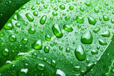 Yeşil yapraklı arka planda su damlaları.