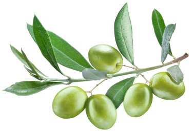 üzerine yeşil zeytin zeytin ağacının dalını.