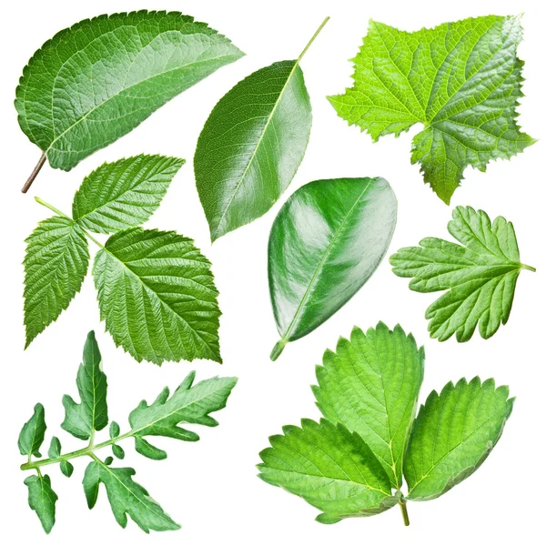 Colección de hojas verdes . — Foto de Stock