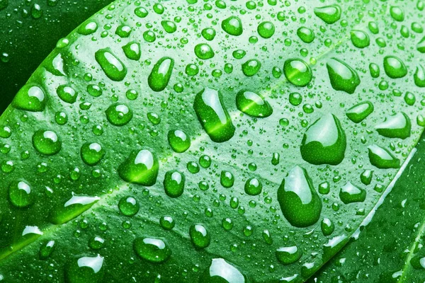 Gocce d'acqua su fondo foglia verde. — Foto Stock