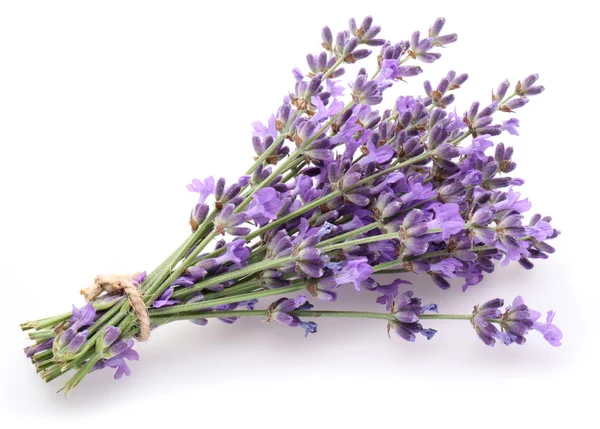 Monte de lavanda . — Fotografia de Stock