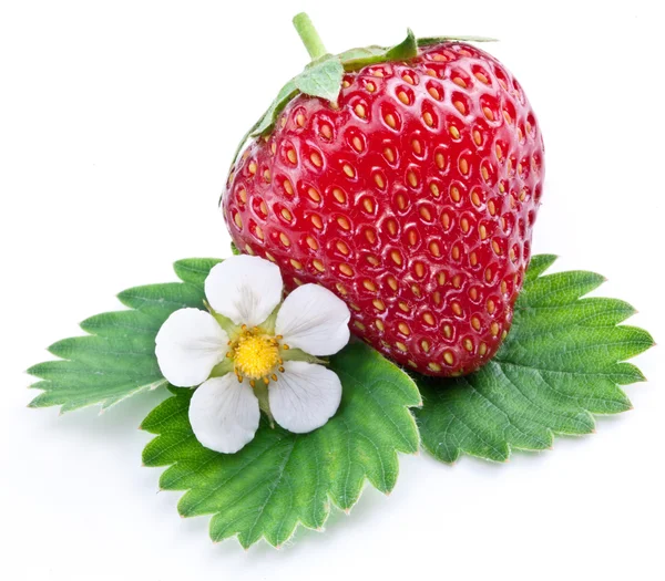 Eine reiche Erdbeerfrucht mit Blüte isoliert auf einem weißen. — Stockfoto