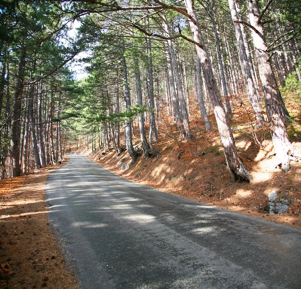 Estrada na floresta de pinheiros no dia ensolarado . — Fotografia de Stock