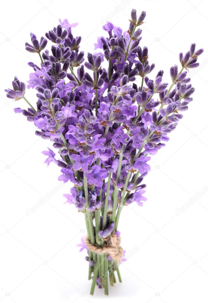 Bunch of lavender.