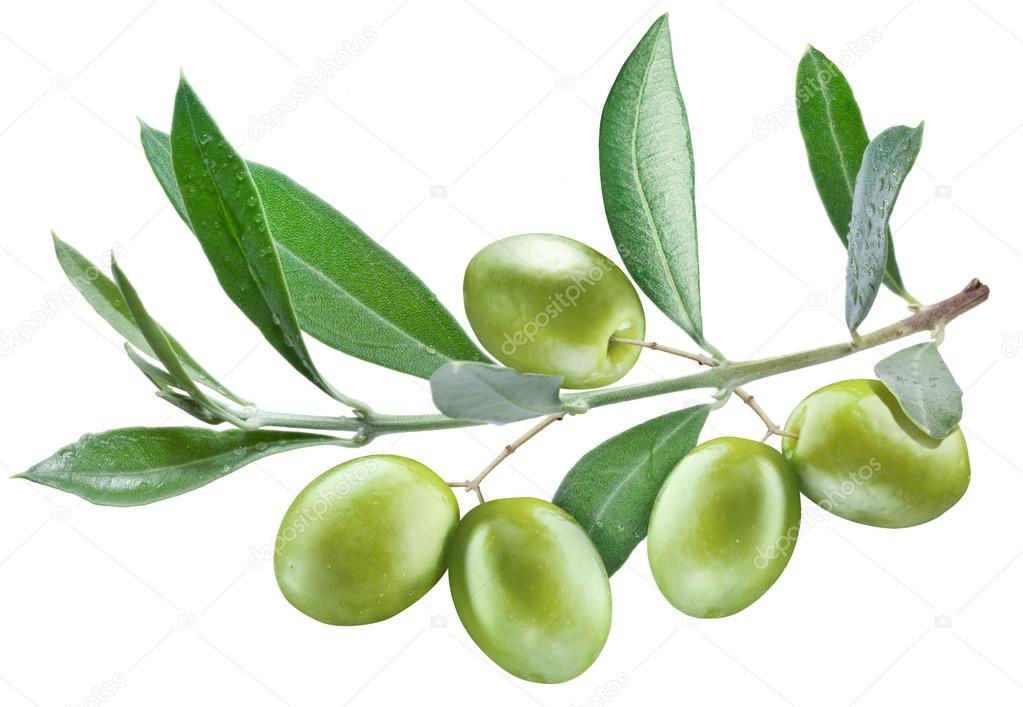 Branch of olive tree with green olives on it.