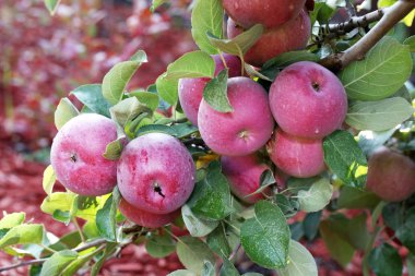 güzel olgun kırmızı elmalar.