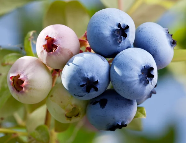 关于一种灌木的蓝莓. — 图库照片