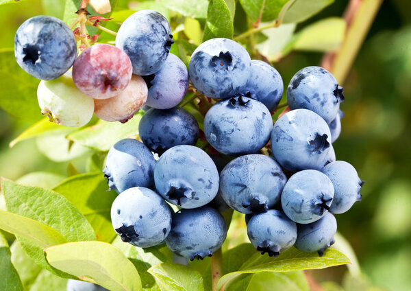 Blueberries on a shrub.