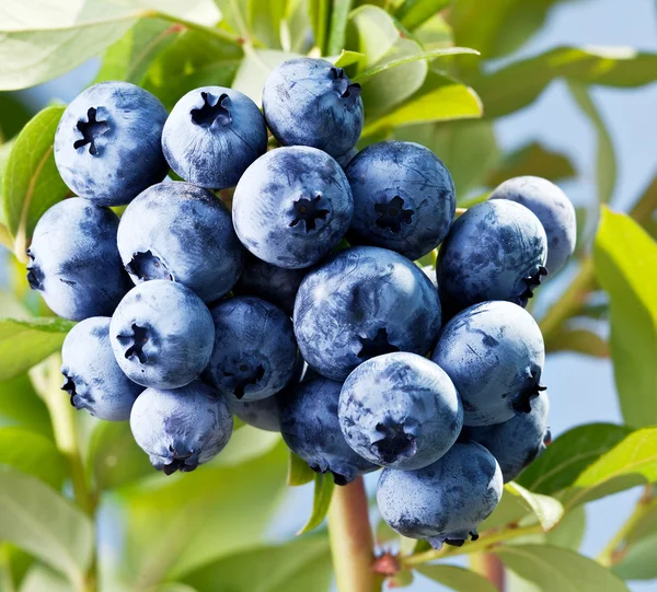 Blaubeeren auf einem Strauch. — Stockfoto