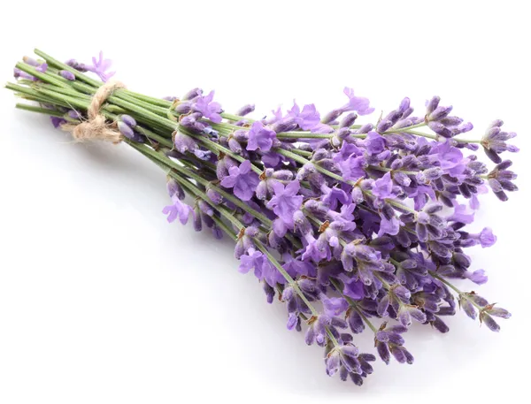 Monte de lavanda . — Fotografia de Stock