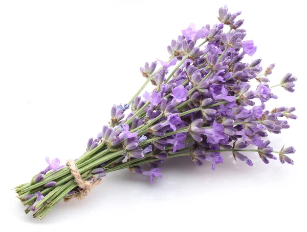 Bunch of lavender. — Stock Photo, Image