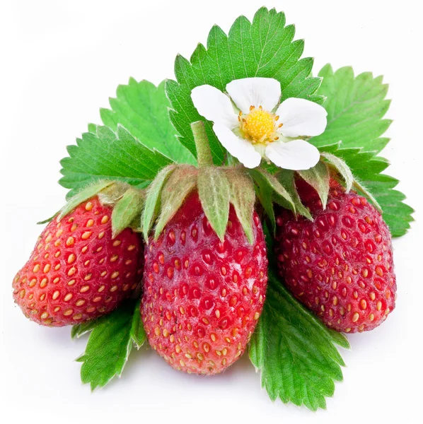 One rich strawberry fruit isolated on a white. — Stock Photo, Image