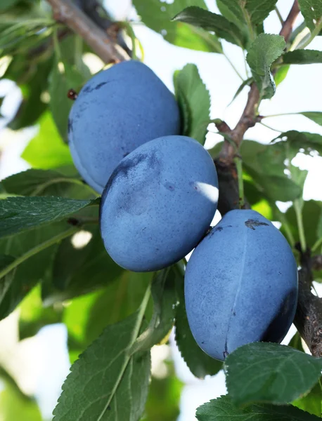 Plums on a tree. — Stock Photo, Image