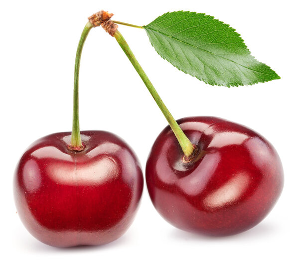 Two perfect sweet cherries with the leaf.