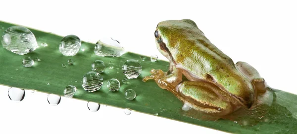 Sapo pequeno sobre a pressa — Fotografia de Stock