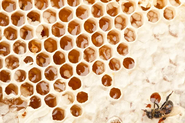 Honeycombs. — Stock Photo, Image