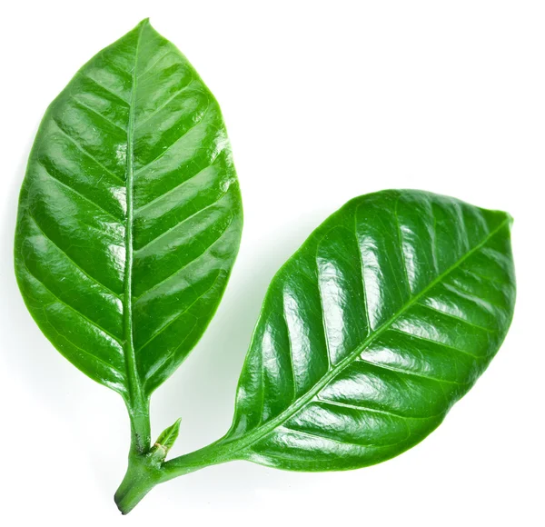 Groene koffie bladeren. — Stockfoto