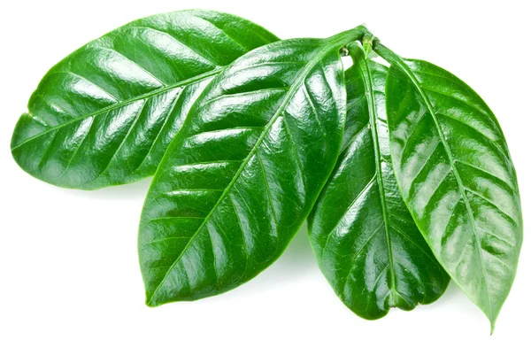 Zöld kávé levelek. — Stock Fotó