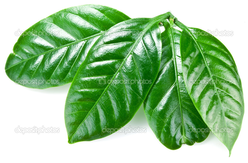 Green coffee leaves. Stock Photo by ©Valentyn_Volkov 36983833