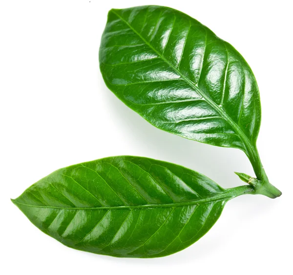 Green coffee leaves. — Stock Photo, Image