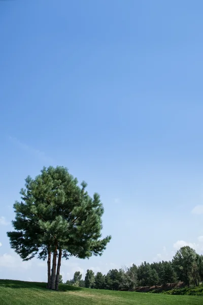 Tre pini sullo skyline . — Foto Stock