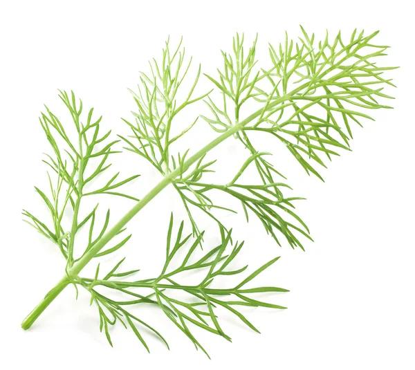 Green dill isolated on a white background. — Stock Photo, Image