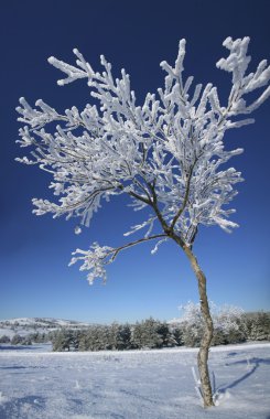 kışın donmuş ağaç.
