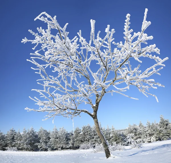 Arbre congelé en hiver . — Photo