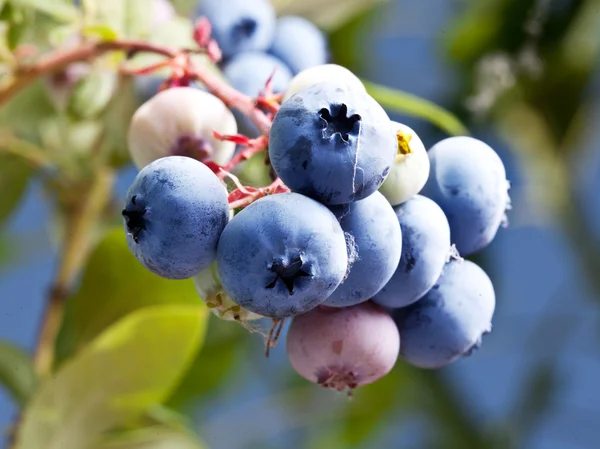 关于一种灌木的蓝莓. — 图库照片