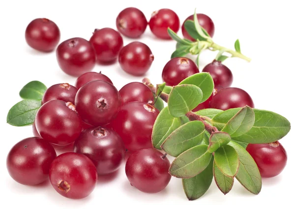 Preiselbeeren mit Blättern. — Stockfoto