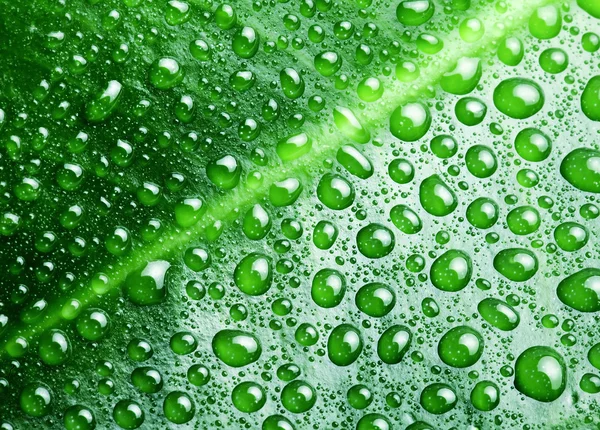 Gotas de água em um fundo de folha verde. — Fotografia de Stock