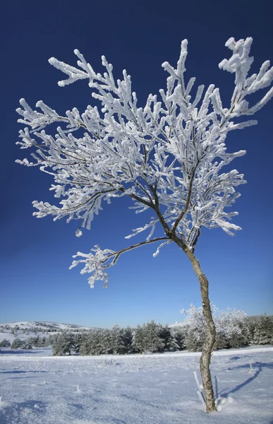 Gefrorener Baum im Winter. — Stockfoto