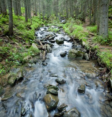 Karpatlar'ın ilkbahar akımı.
